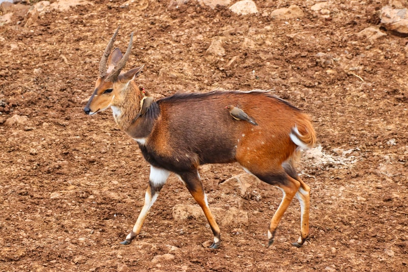 Small Image 2