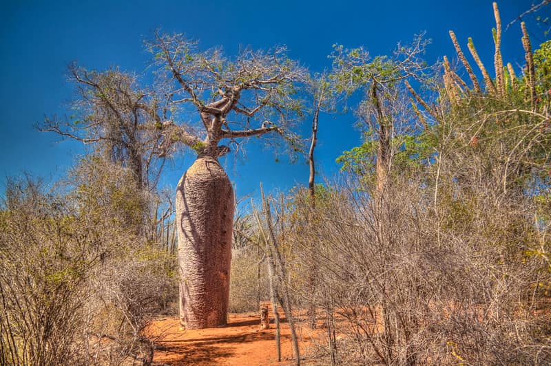 Madagaskar Reise Intensiv Baobab Baum BCT Touristik