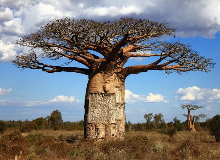 Madagaskar Reise Intensiv Baobab Baum BCT Touristik