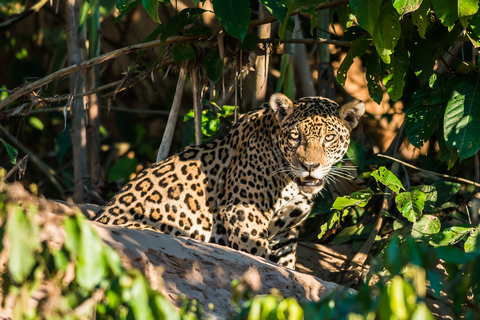 Jaguar im Amazon Regenwald von Peru auf der Rundreise der BCT-Touristik