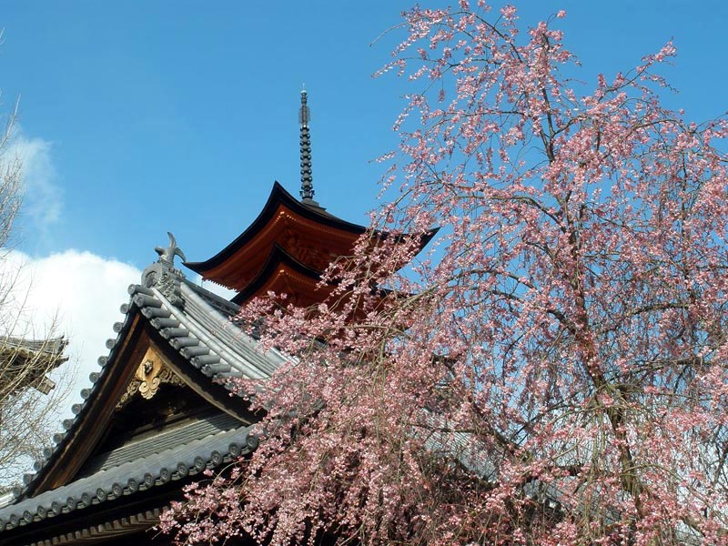 Kirschblüte in Japan