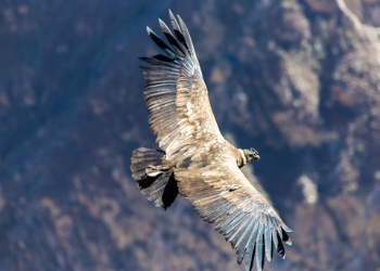 Entdecken Sie in den Kordillerien von Nordperu den Kondor bei seinen mayestätischen Flug auf unserer Studienreise. 