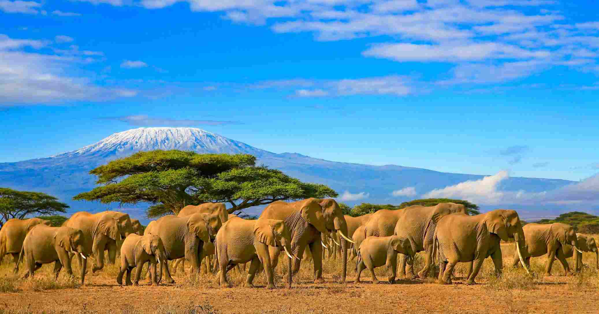 Majestätische Elefantenherde vor dem Kilimandscharo in Afrika